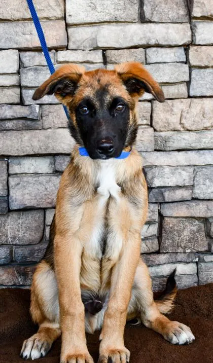 A baby medium-sized male German Shepherd Dog dog named Geoff for adoption in Yakima, WA