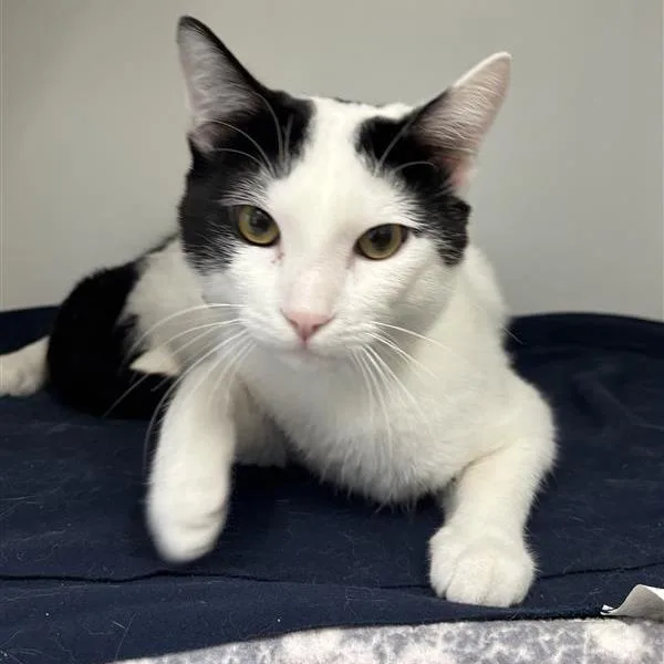 A young medium-sized male White Domestic Short Hair cat named Oreo for adoption in Hawthorne, CA