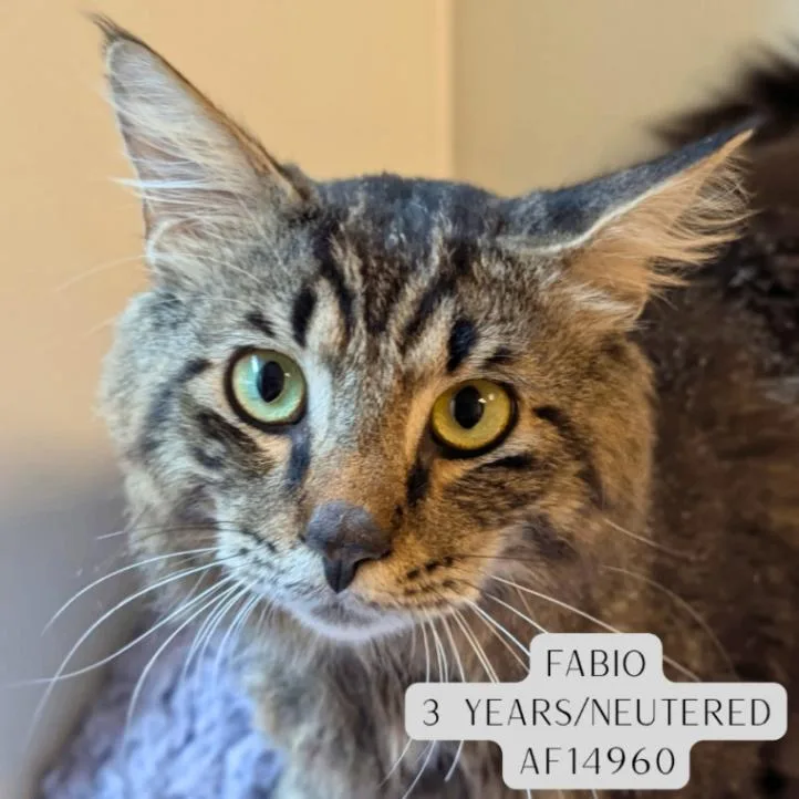 Fabio