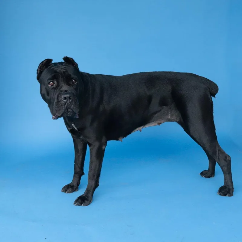 An adult large-sized female Cane Corso dog named Zara for adoption in Pasadena, CA