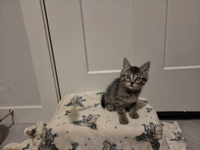 Millie