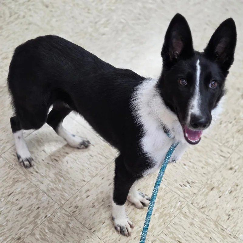 A young medium-sized female Border Collie dog named Buffy for adoption in Breese, IL