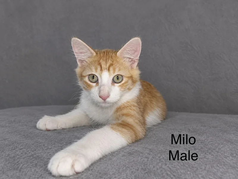A baby medium-sized male Tabby (Orange / Red) Tabby cat named Milo for adoption in Oakley, CA