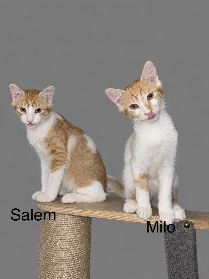 Milo thumbnail 2