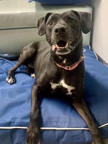 An adult medium-sized female Mixed Breed dog named Lana for adoption in Cincinnati, OH