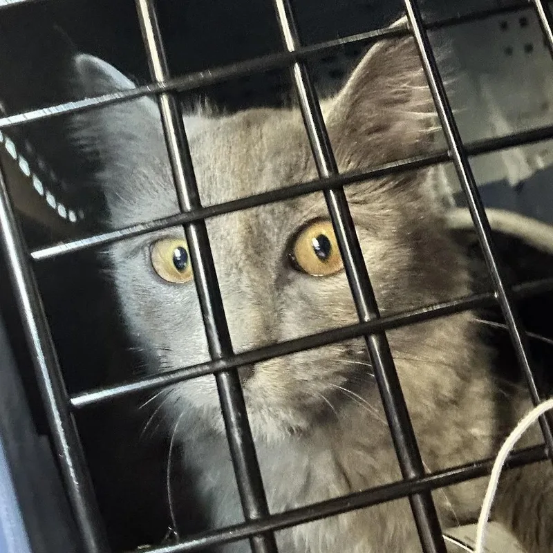 A young small-sized female Gray / Blue / Silver Domestic Short Hair cat named Sage for adoption in Brooklyn, NY