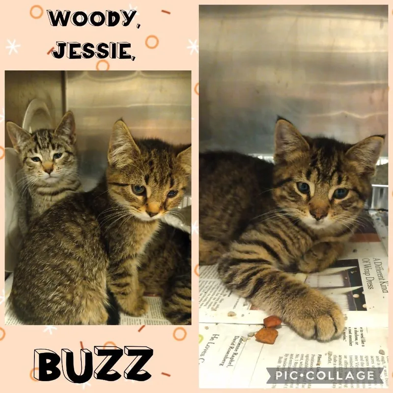 A baby small-sized male Brown / Chocolate Domestic Short Hair cat named Buzz for adoption in Wheeling, IL