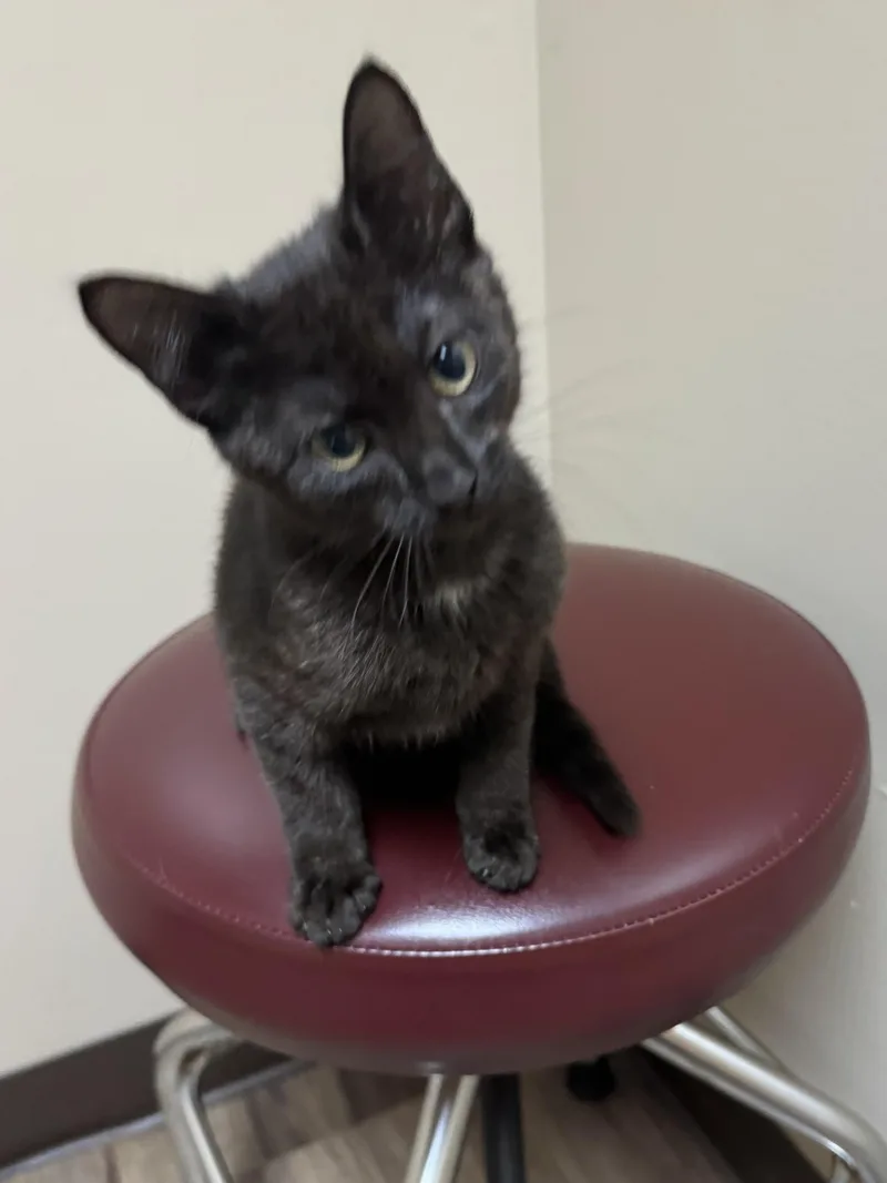 A baby medium-sized female Black Domestic Short Hair cat named Pepper for adoption in Valley Center, KS