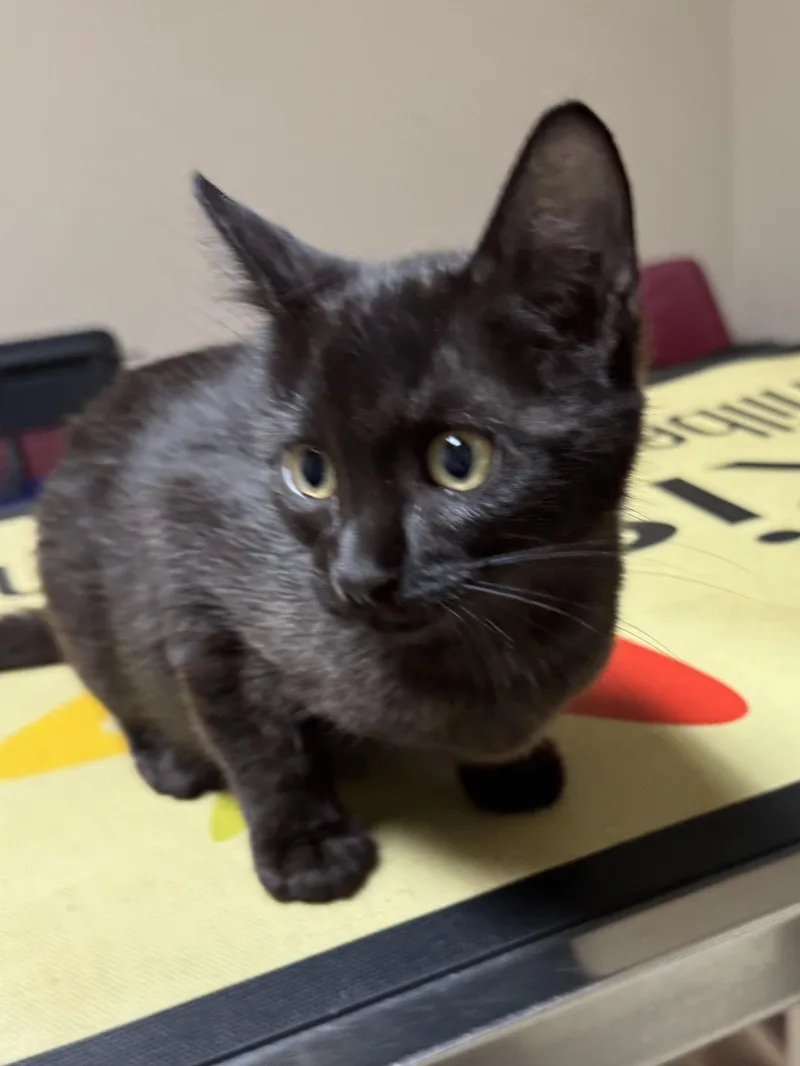 Pepper thumbnail 4