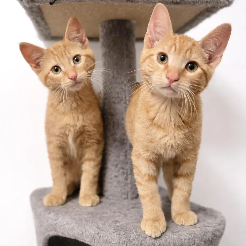 A young small-sized male Orange / Red Domestic Short Hair cat named Chuck for adoption in Rochester, MN