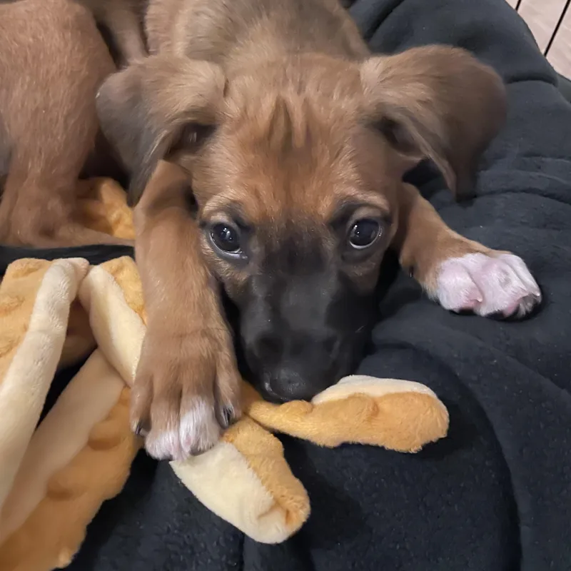 A baby medium-sized female Shepherd dog named Mocha for adoption in Charlotte, NC