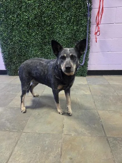 An adult medium-sized female Gray / Blue / Silver Australian Cattle Dog / Blue Heeler dog named Kida for adoption in El Paso, TX