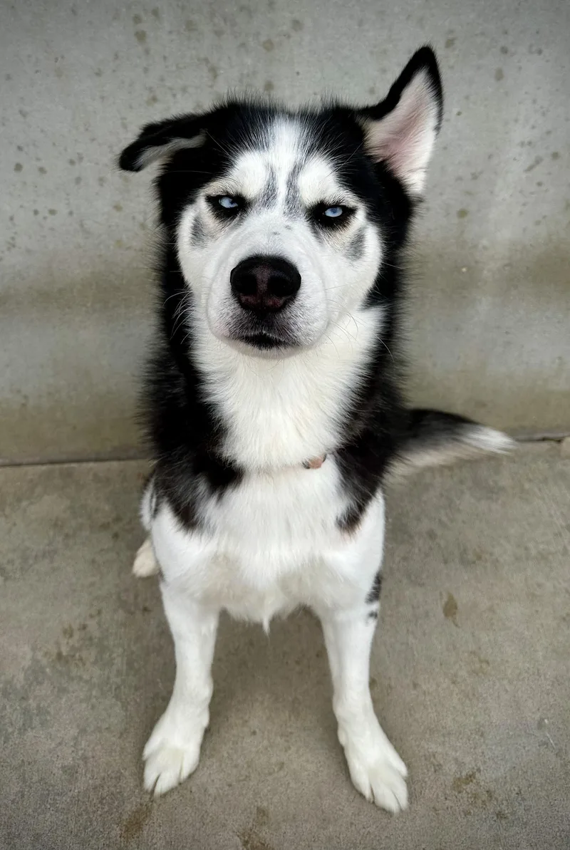 An adult large-sized male Black Husky dog named Boris for adoption in Mason City, IA