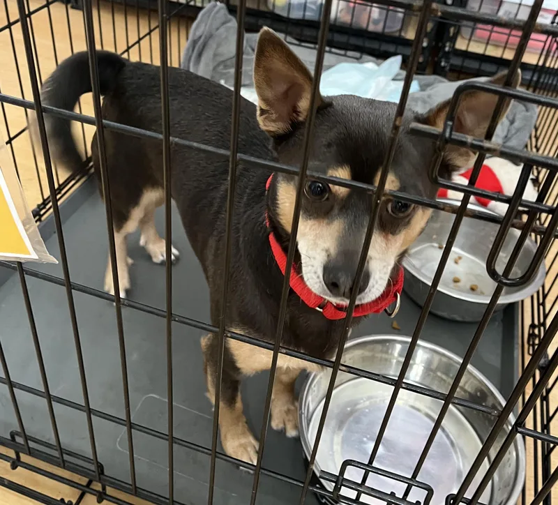 An adult small-sized male Tricolor (Brown, Black, & White) Chiweenie dog named Toto for adoption in Washington, PA