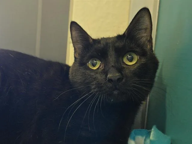 A young small-sized female Domestic Short Hair cat named Bretman Rock for adoption in Auburn, CA
