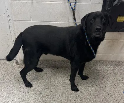 An adult extra large-sized male Black Labrador Retriever dog named Azir for adoption in Kansas City, MO