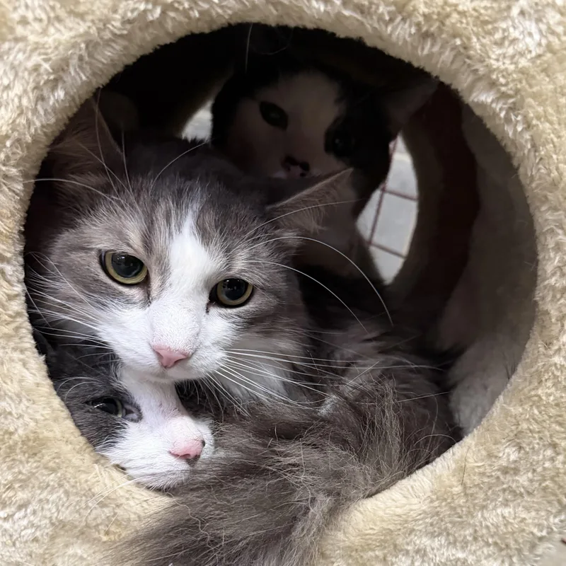 Floof