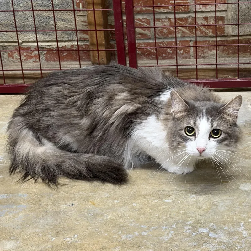 Floof thumbnail 2