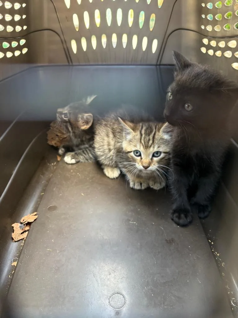 Tricky thumbnail 2