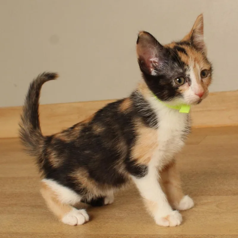 A baby small-sized female Calico Domestic Short Hair cat named Cherry C for adoption in Minnetonka, MN