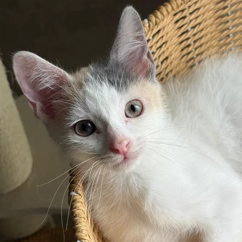 A baby small-sized female Calico Domestic Short Hair cat named Ipsy for adoption in League City, TX