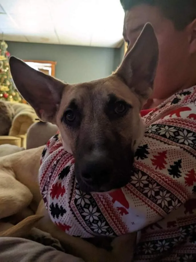 A baby medium-sized female Yellow / Tan / Blond / Fawn German Shepherd Dog dog named Ivy Iii for adoption in Fredonia, WI
