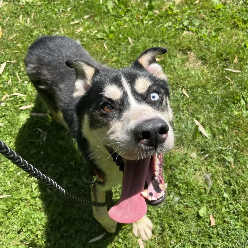 An adult medium-sized male Black Husky dog named Toucan Sam for adoption in Birdsboro, PA