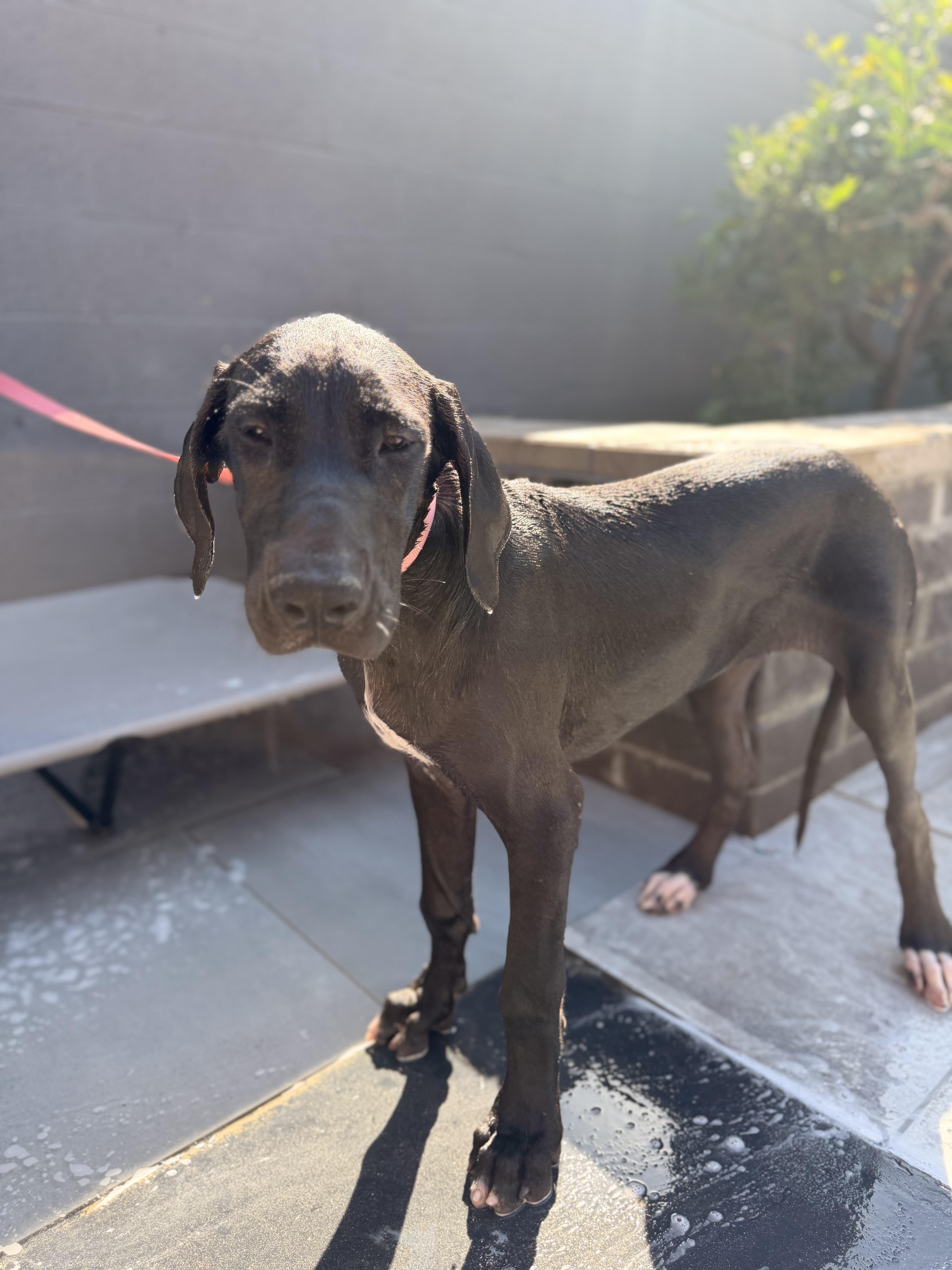 A baby large-sized female Black Great Dane dog named Samantha for adoption in Long Beach, CA