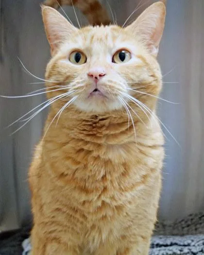 A young small-sized female Domestic Short Hair cat named Millie Marie for adoption in Fishers, IN