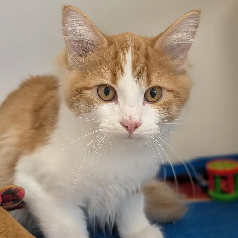 A baby small-sized male Orange / Red Domestic Long Hair cat named Oliver for adoption in Jasper, IN