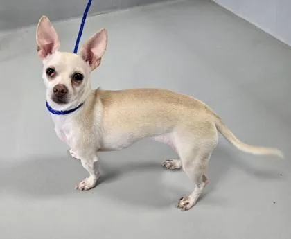 An adult small-sized female Chihuahua dog named Billie Jean for adoption in Cumming, GA