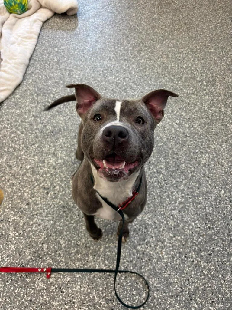 A young medium-sized female Pit Bull Terrier dog named Sweetie Pie for adoption in Liverpool, NY