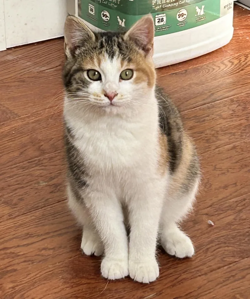 Lupin  Poppy & thumbnail 4