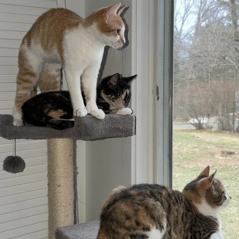 Lupin  Poppy & thumbnail 5