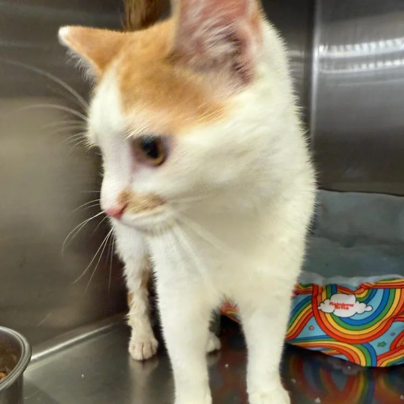 A baby small-sized female Orange / Red Domestic Short Hair cat named Olive for adoption in Hagerstown, MD