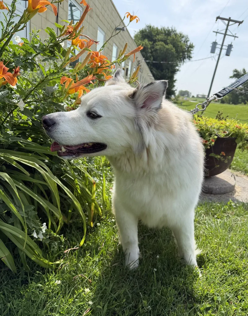 An adult large-sized male Alaskan Malamute dog named Ollie for adoption in Williamsburg, IA