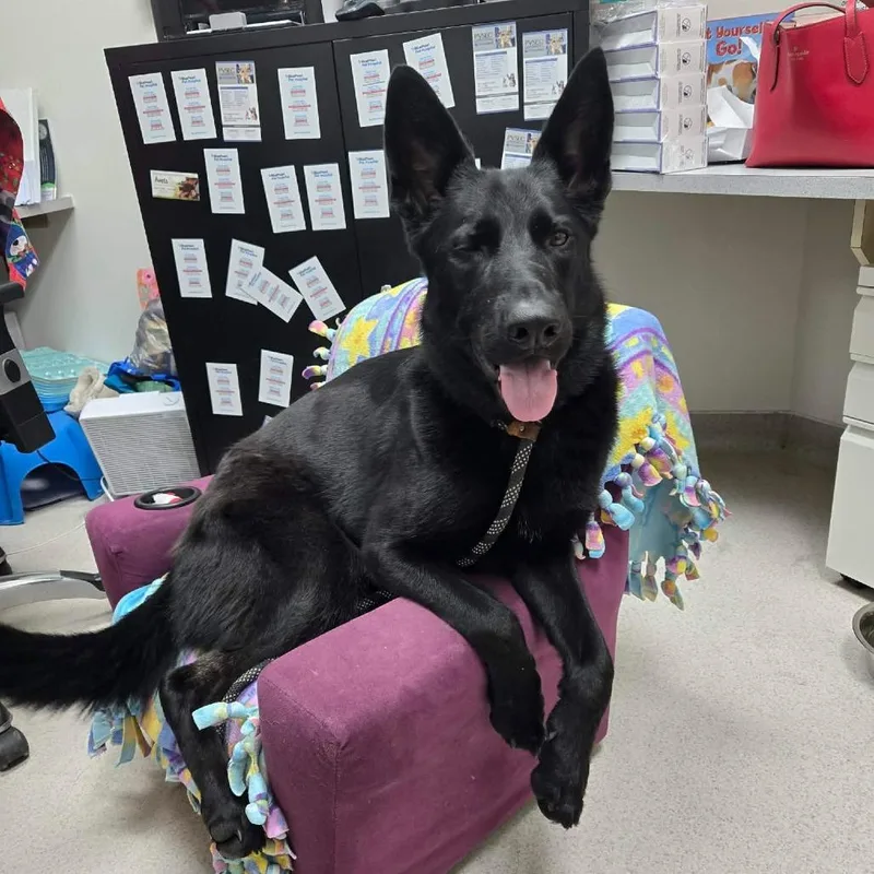An adult medium-sized female Black German Shepherd Dog dog named D Luna for adoption in Franklin, PA