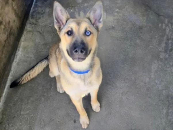 A young small-sized female German Shepherd Dog dog named Yuri for adoption in Van Nuys, CA