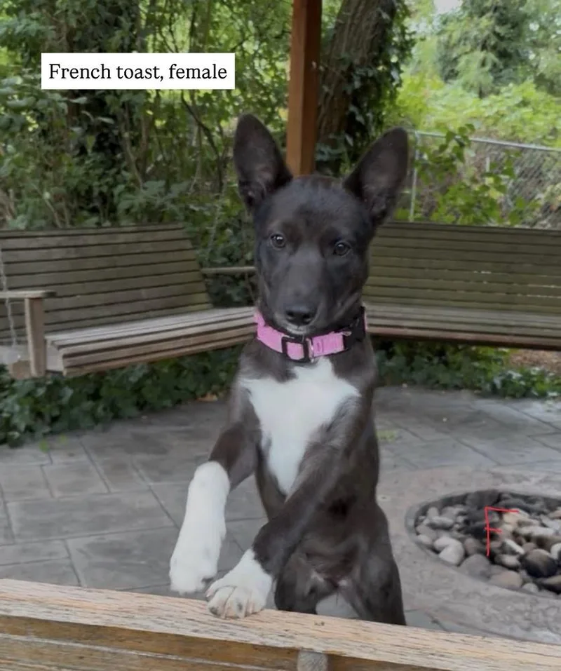 A baby medium-sized female Tricolor (Brown, Black, & White) Cattle Dog dog named French Toast for adoption in Vancouver, WA