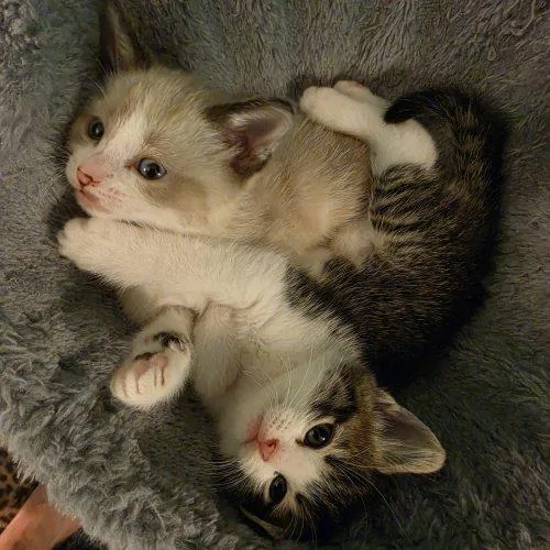 A baby small-sized female Tabby (Brown / Chocolate) Domestic Short Hair cat named Rose Betty for adoption in Fishers, IN