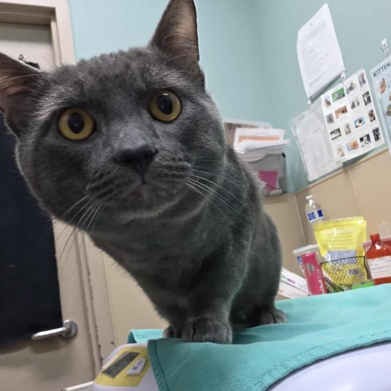 An adult large-sized male Gray / Blue / Silver Domestic Short Hair cat named Crew for adoption in Tacoma, WA