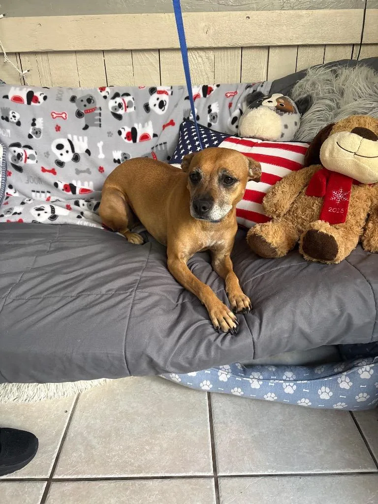 An adult medium-sized female Chihuahua dog named Midge for adoption in Fort Worth, TX