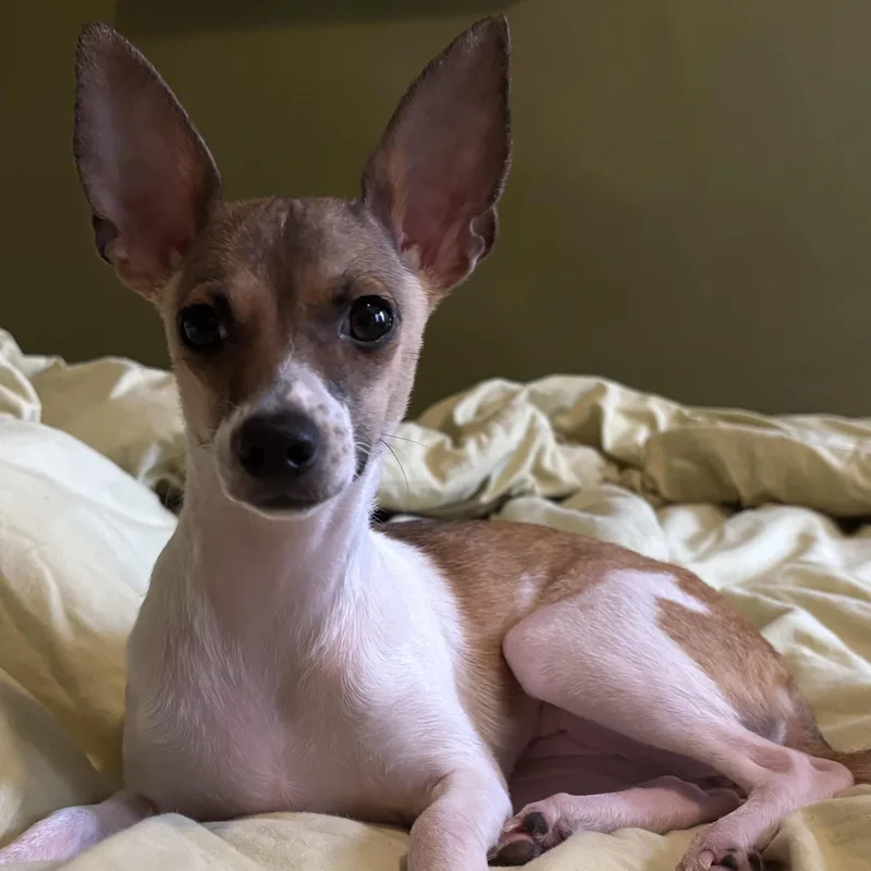 A young small-sized female White / Cream Italian Greyhound dog named Bubbles for adoption in Brooklyn, NY