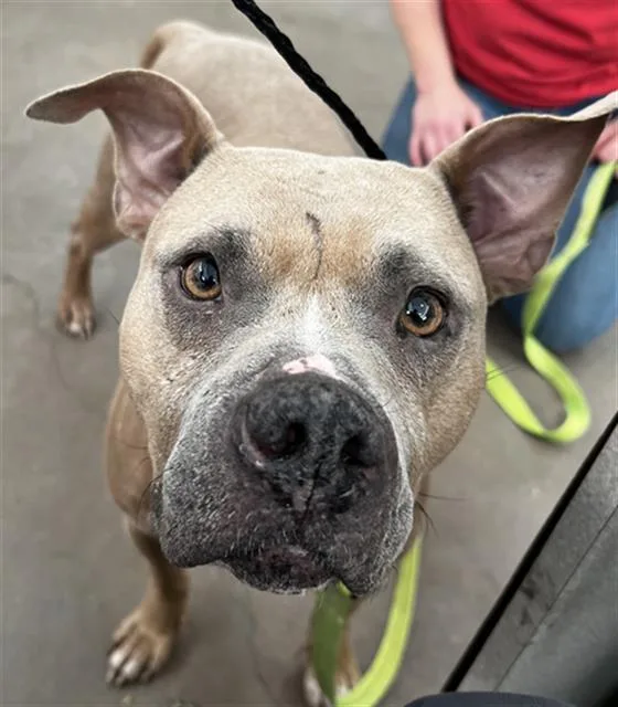 An adult medium-sized female Mixed Breed dog named Rose for adoption in Dallas, TX