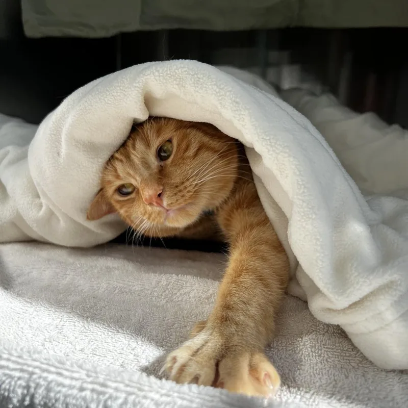An adult large-sized male Orange / Red Domestic Short Hair cat named Ava for adoption in Lynchburg, VA