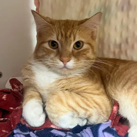An adult medium-sized male Tabby (Orange / Red) Domestic Short Hair cat named Kenny for adoption in Manassas, VA