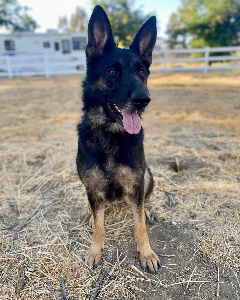 A young large-sized female Black German Shepherd Dog dog named Hazel for adoption in New Rochelle, NY