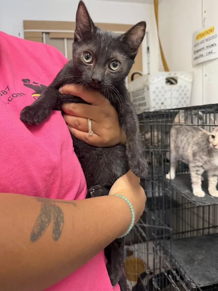 A young small-sized male Black Domestic Short Hair cat named Kade for adoption in Ontario, CA