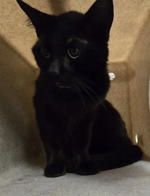 An adult large-sized male Domestic Short Hair cat named Felix for adoption in Lancaster, CA