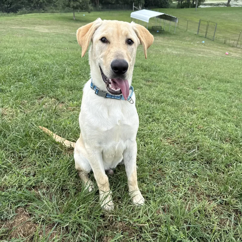 Buttercream Benny